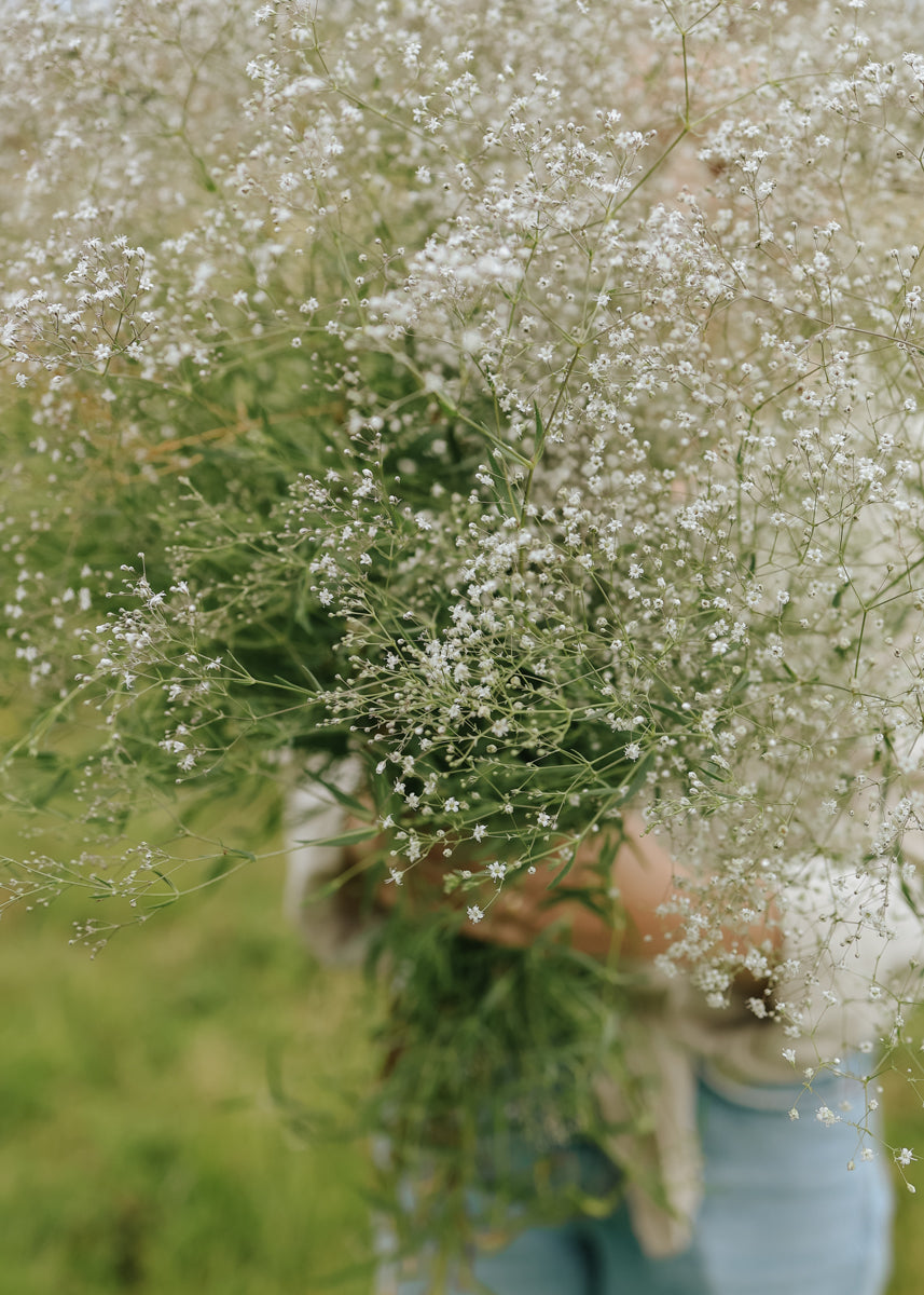 Handful of baby's breath in bloom