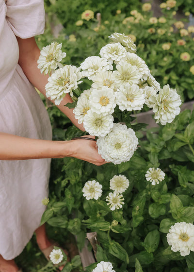 Bouquet of Benary's Giant White Zinnias