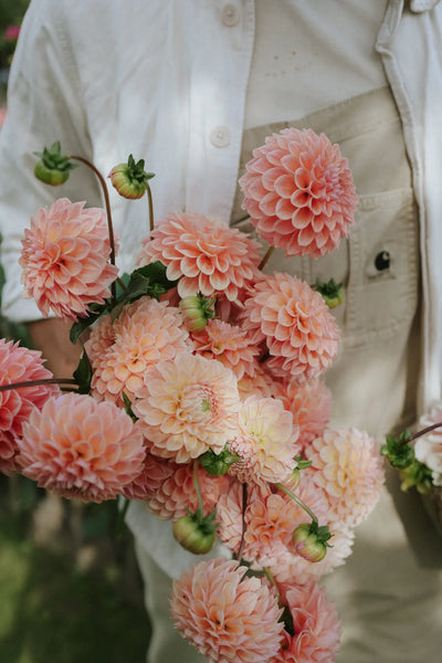 Bouquet of Linda's Baby Dahlias