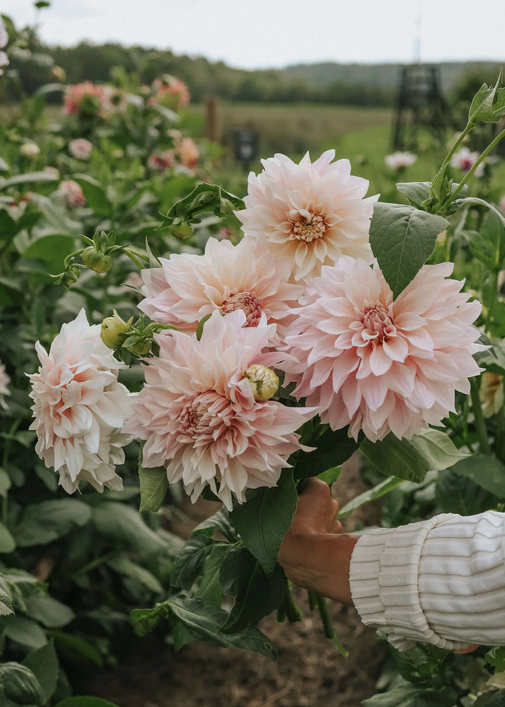 Handful of Cafe au Lait dahlias in field