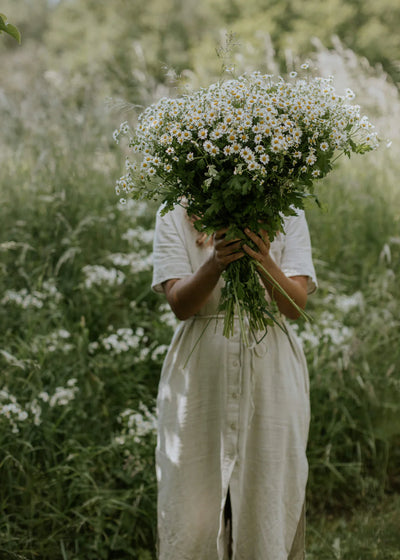 Armful of Chamomile flowers
