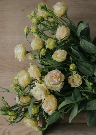 Bunch of Champagne Lisianthus flowers