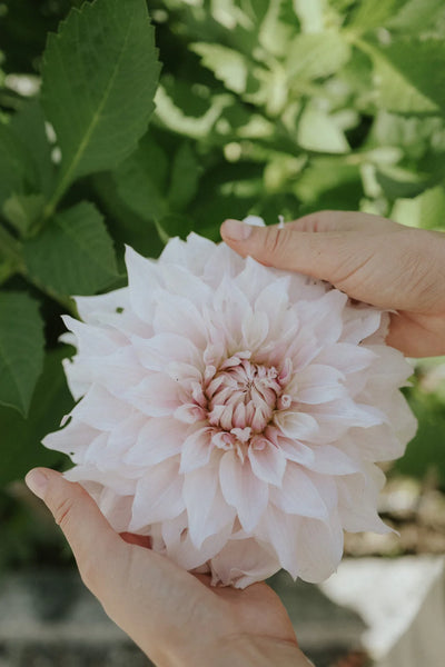Shiloh Noelle Dahlia
