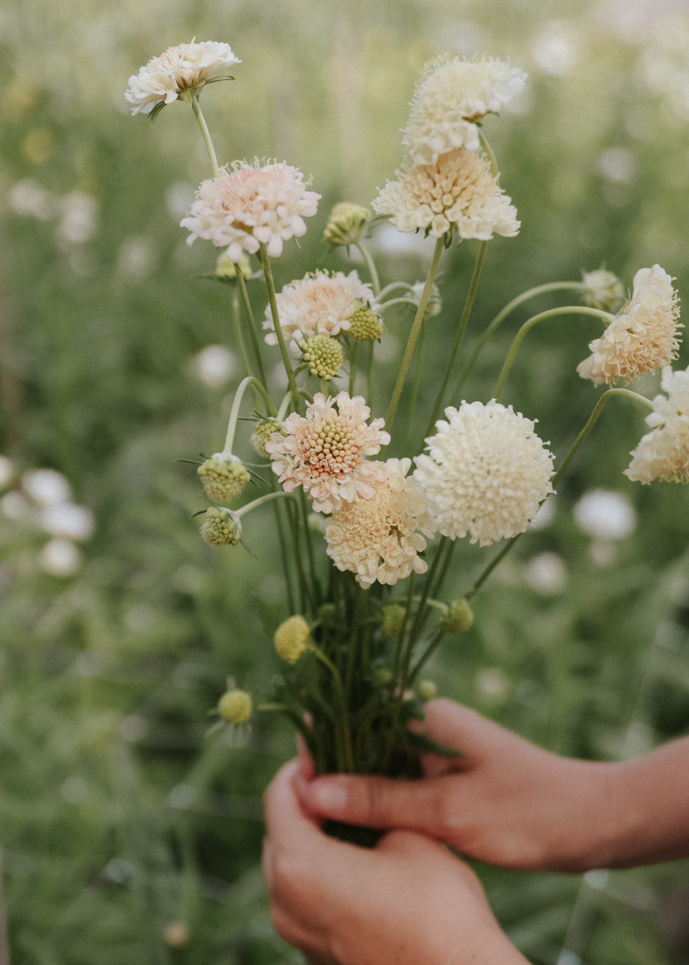 Handful of Fata Morgan Scabiosa flowers