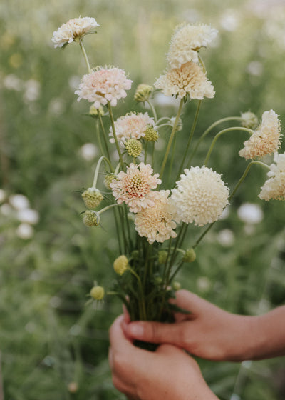 Handful of Fata Morgan Scabiosa flowers