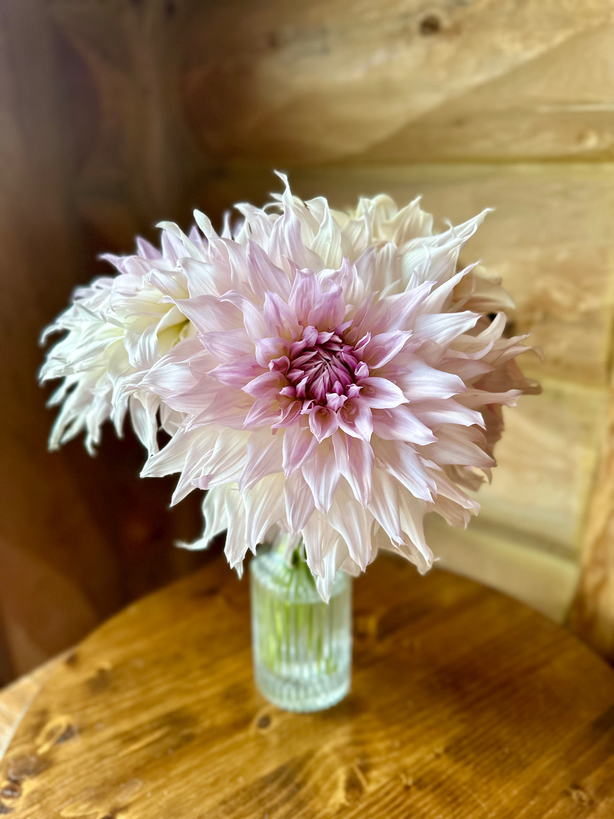 Dahlia - Large