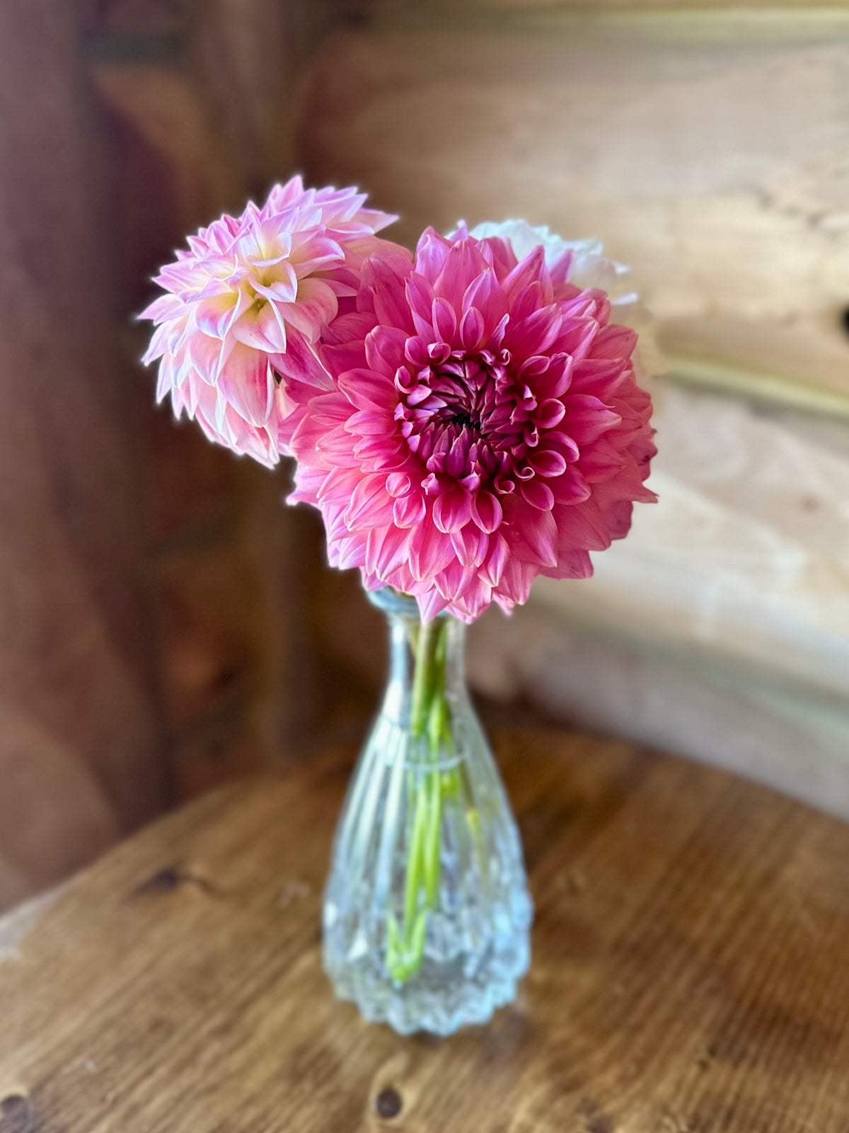 Dahlia - Standard