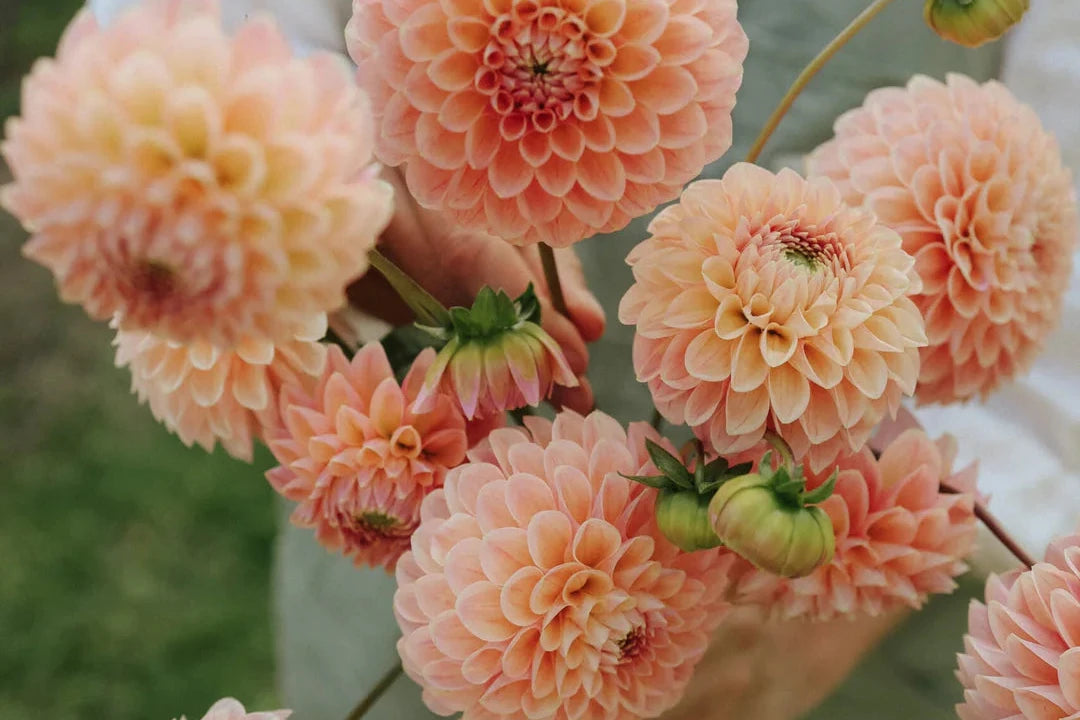 Handful of Linda's Baby Dahlias