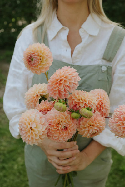 A handful of Linda's Baby dahlias