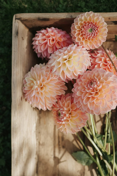 A wooden crate of Linda's Baby dahlias