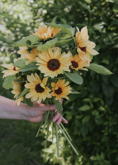 Peach Sunflowers