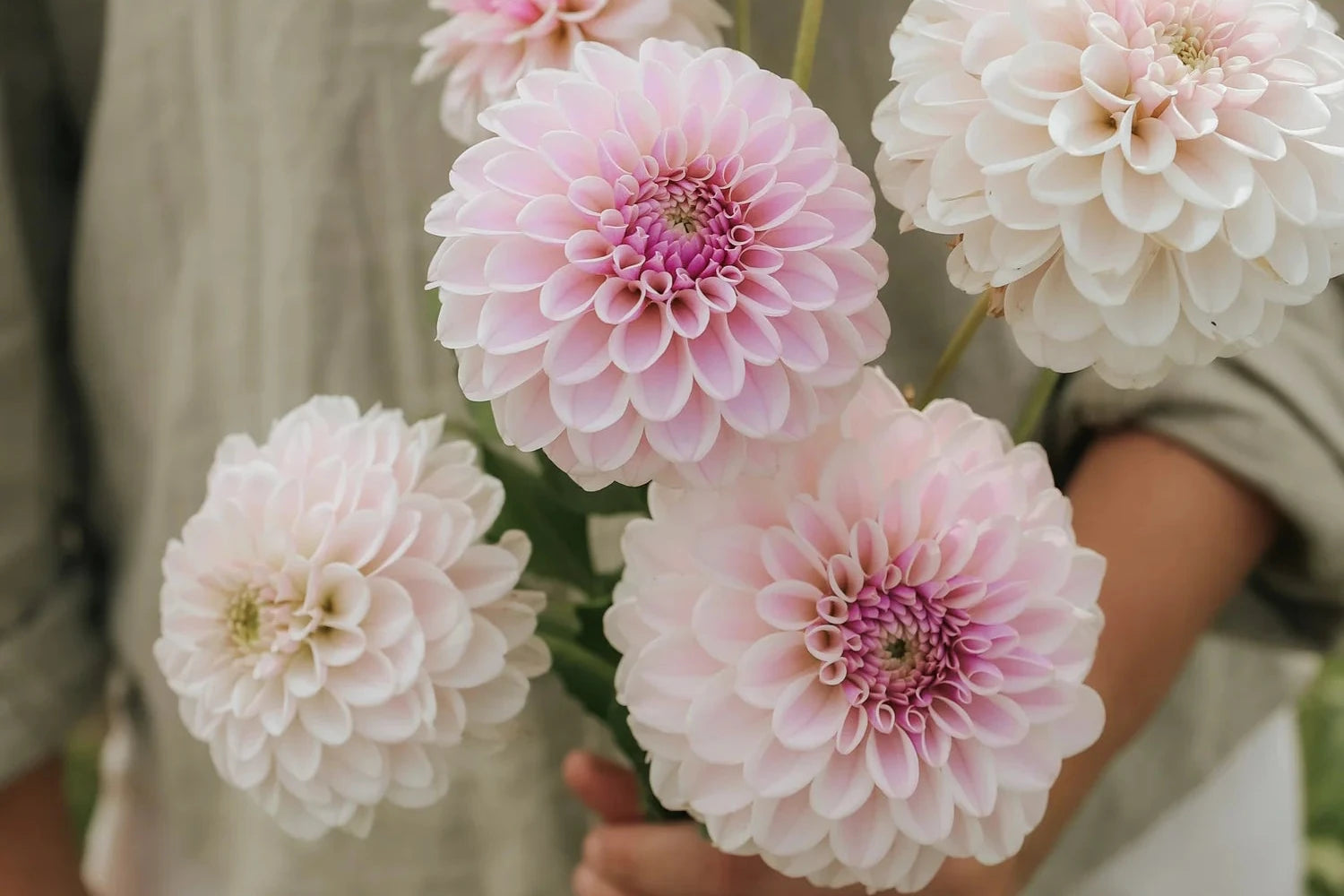 Pink dahlias held in hand