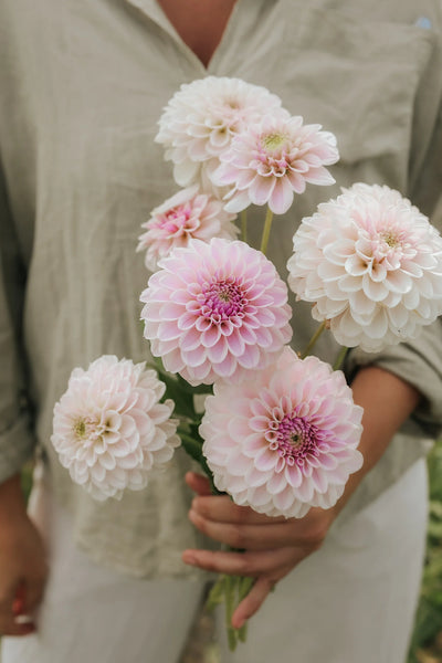 Handful of Pink Silk Dahlias