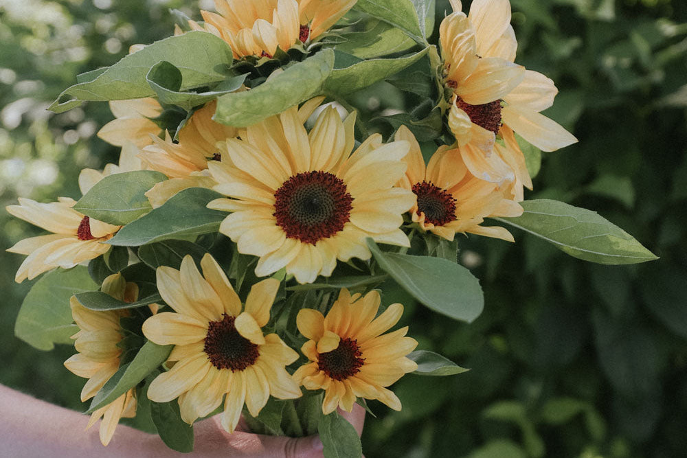 Handful of ProCut Peach Sunflowers