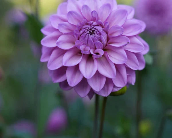 Purple dahlia in bloom in field