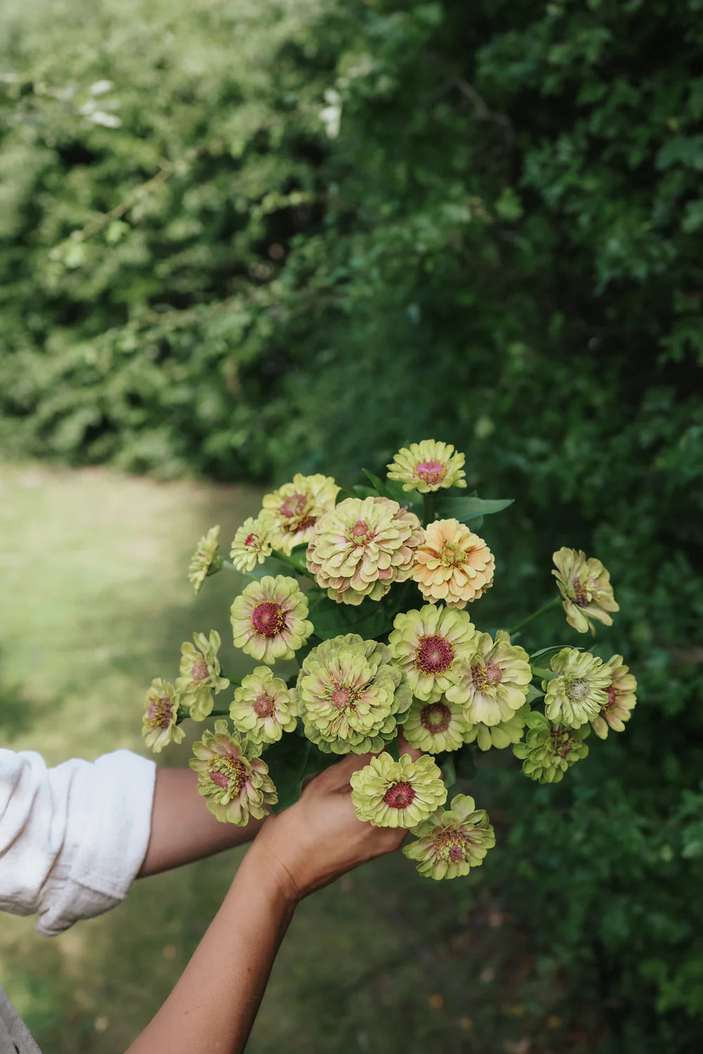 Handful of Queen Lime Zinnias