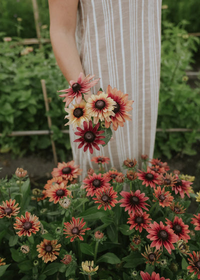 Sahara Rudbeckia in bloom