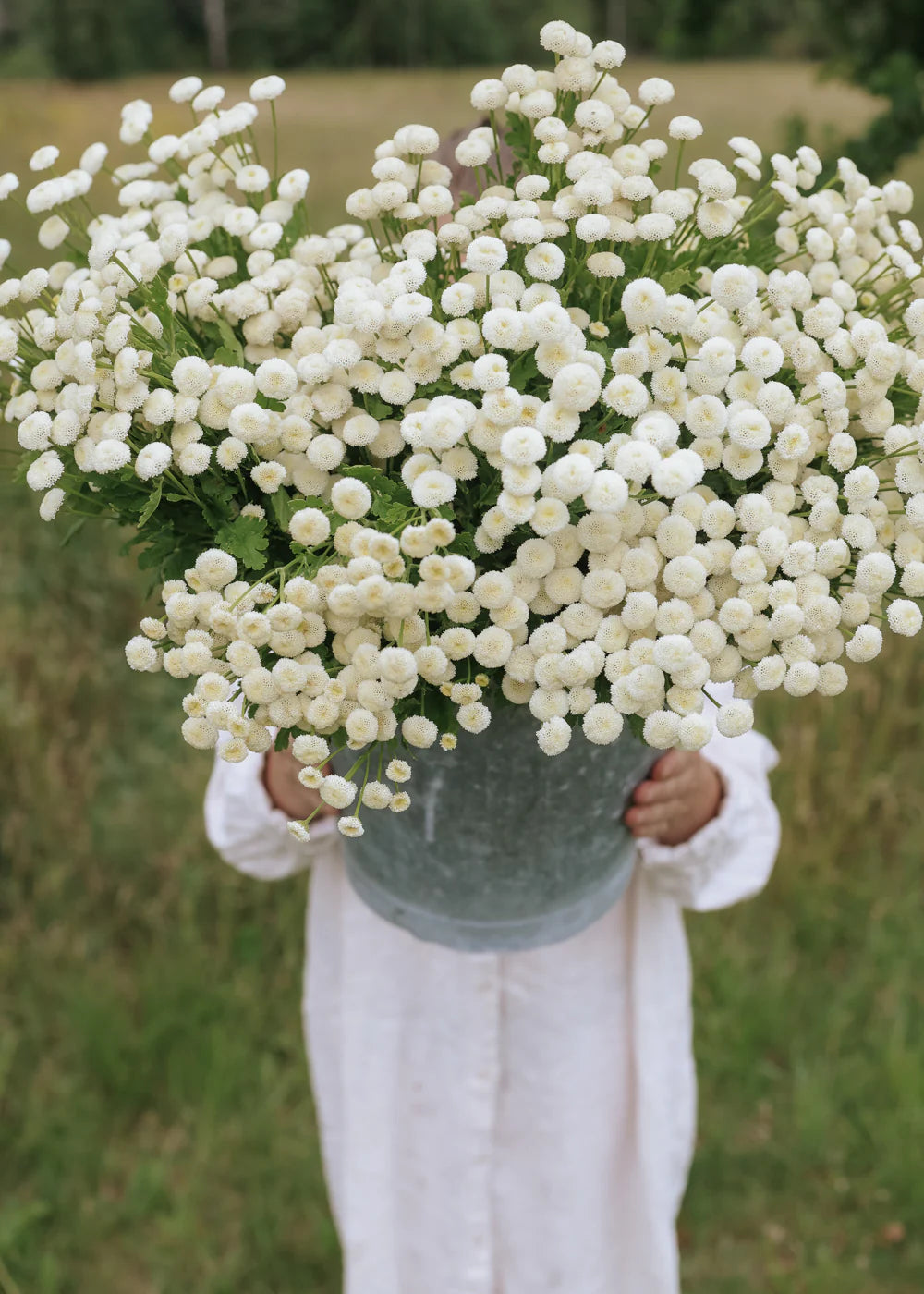 Armfuls of Snowball Feverfew 
