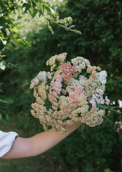 Handful of colorful yarrow