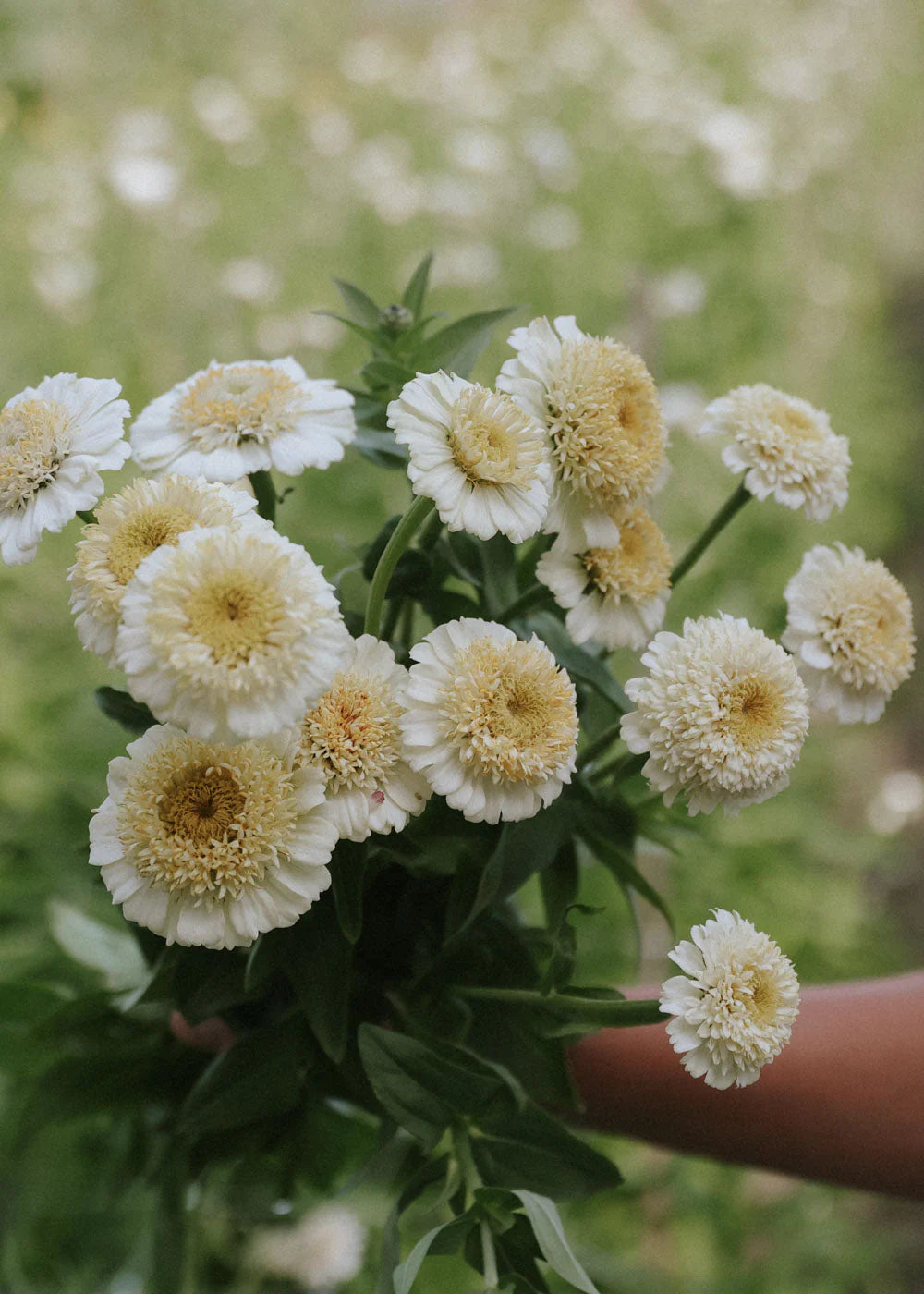 Zinderella White Zinnias