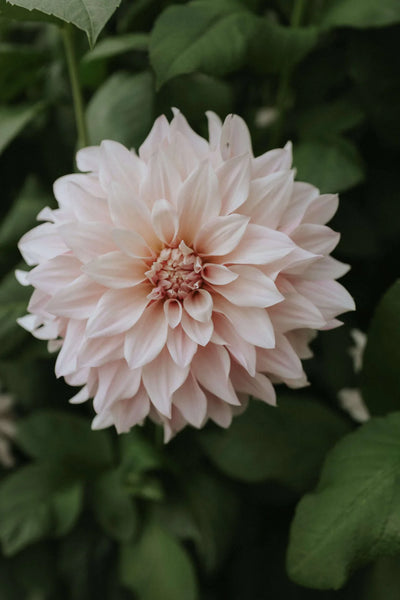 Cafe au Lait dahlia in bloom