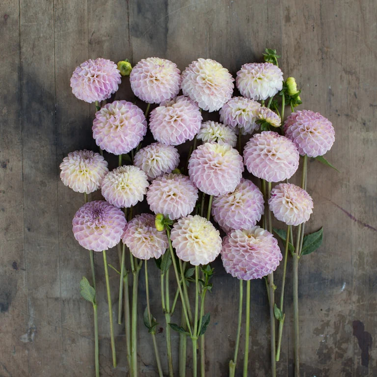 Dahlia - Small