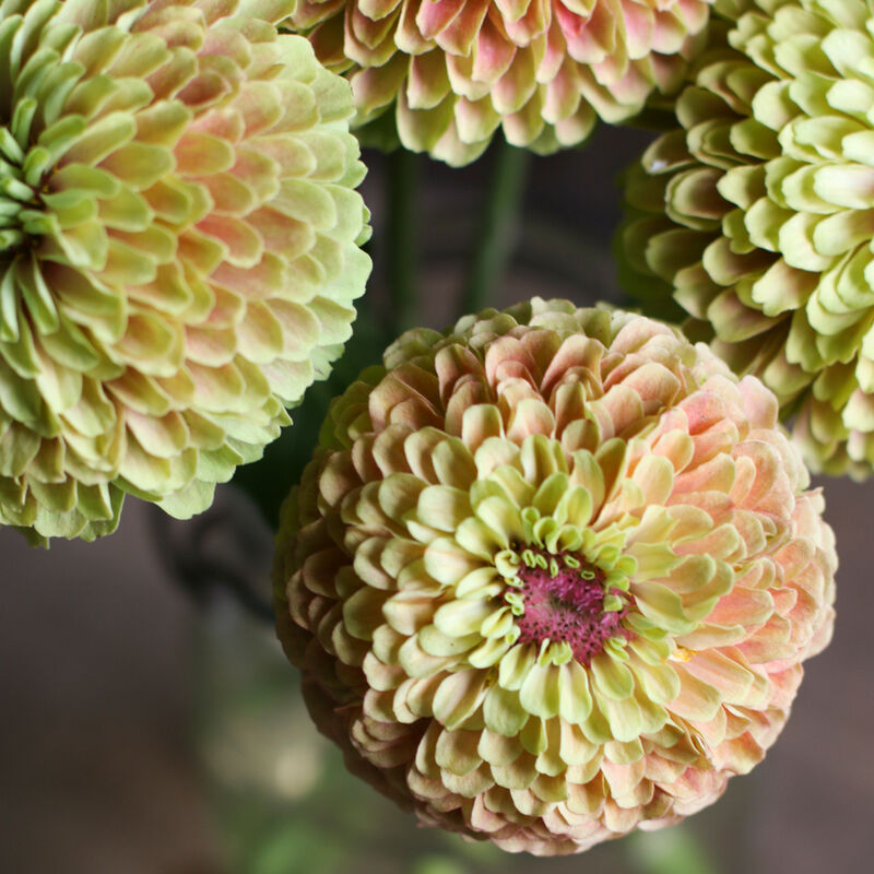Zinnia - Premium Assorted