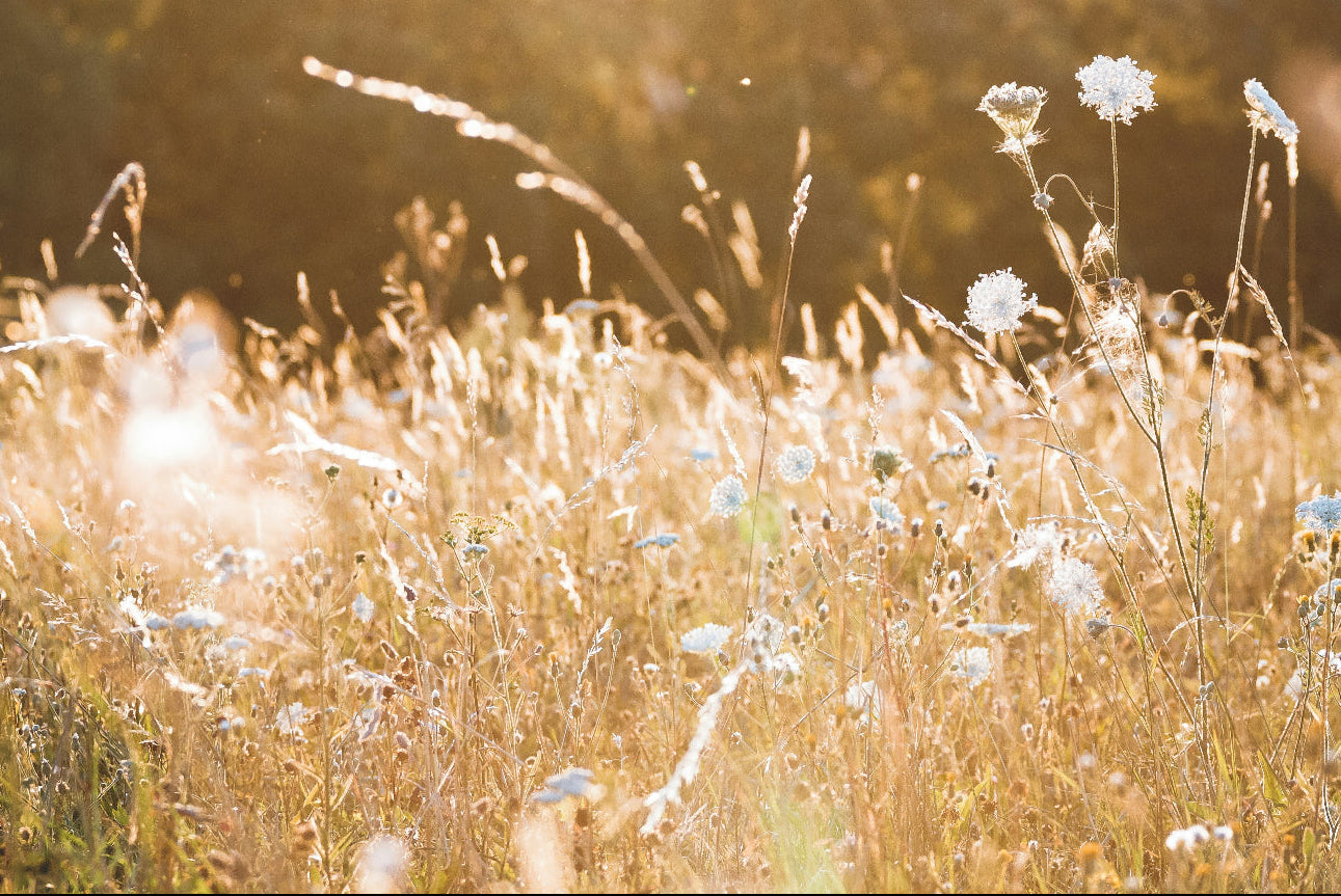 Sunlit field of wildflowers with trees in the background