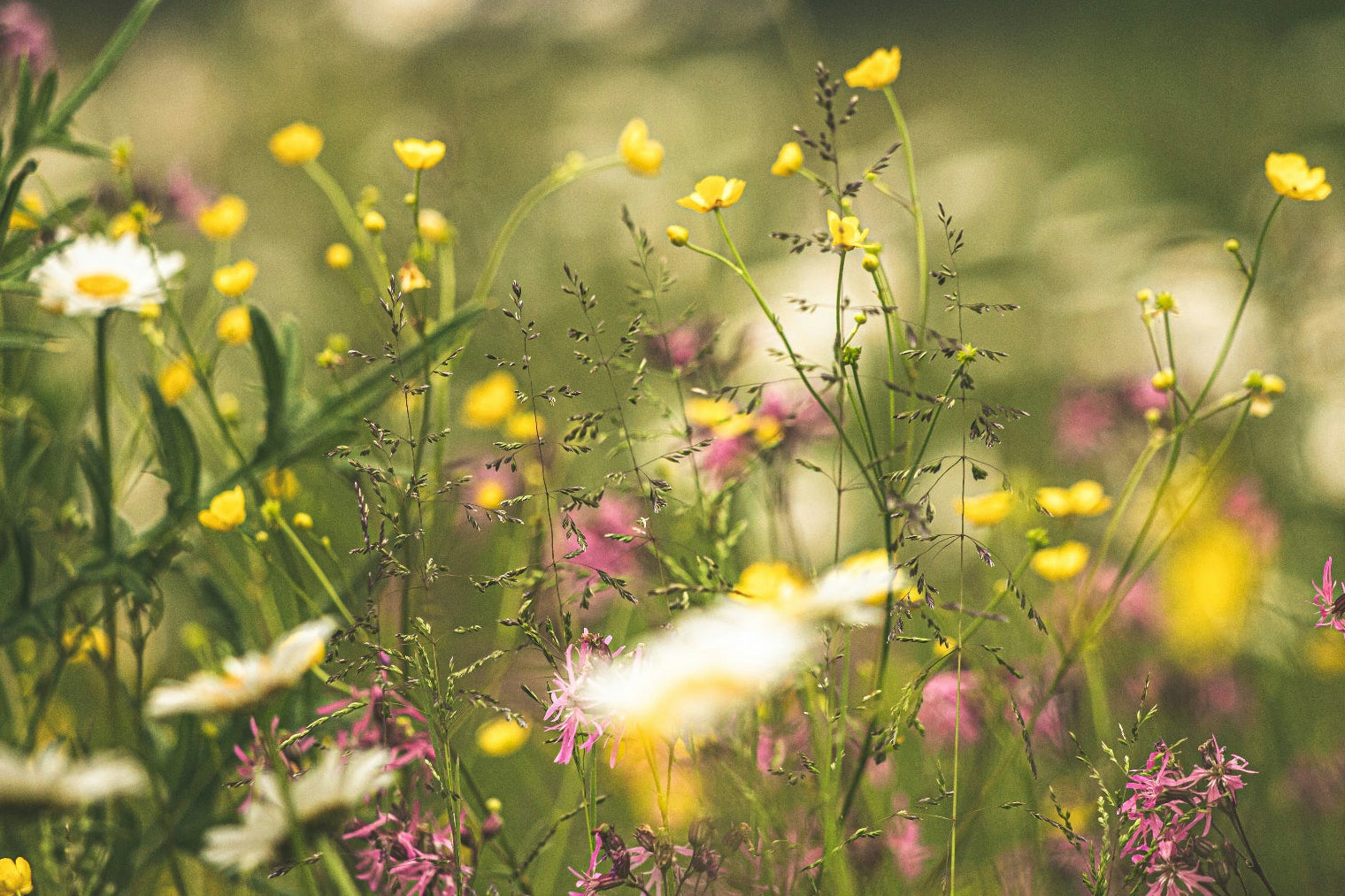 Field of wildflowers with a blurred background